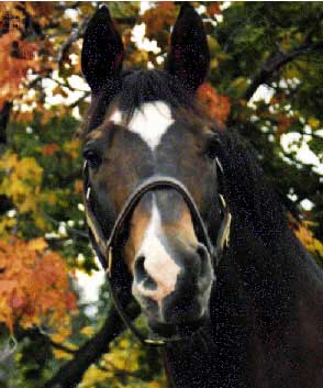TRAKEHNER